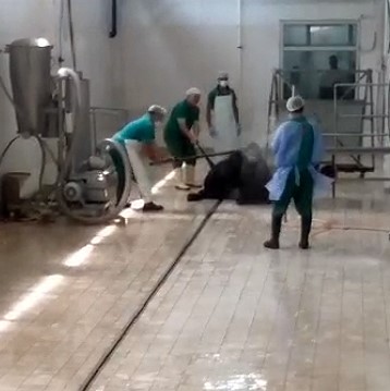 Adana'da Et Ve Süt Kurumu'nda Çalışan 2 Kişi Gözaltına Alındı