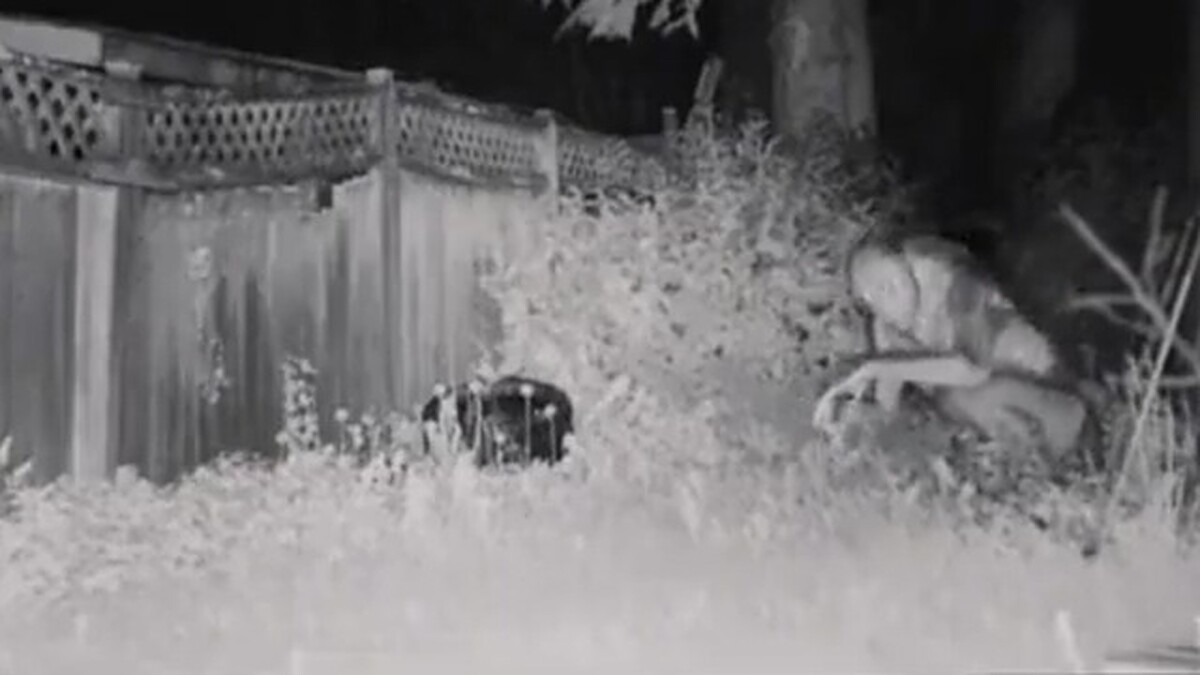 Abd'den Gelen Uzaylı Görüntüleri Ortalığı Karıştırdı