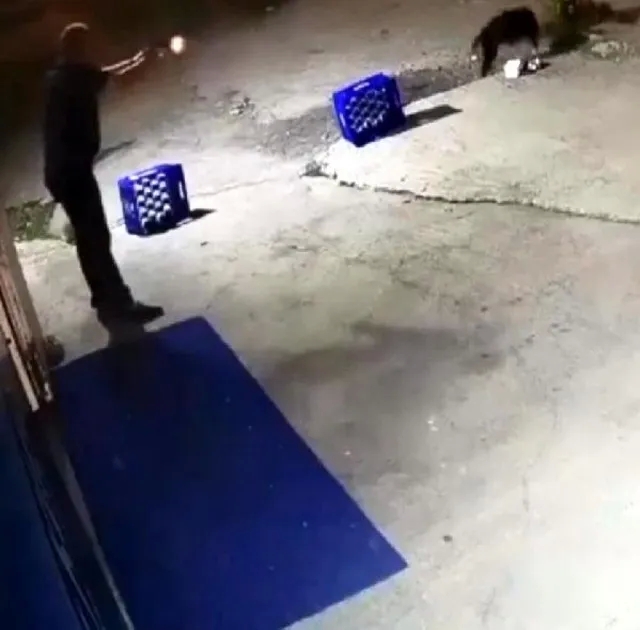 Karasu'da Yasaklı Köpek Dehşeti: Saldırdığı Adam Tarafından Vurularak Öldürüldü