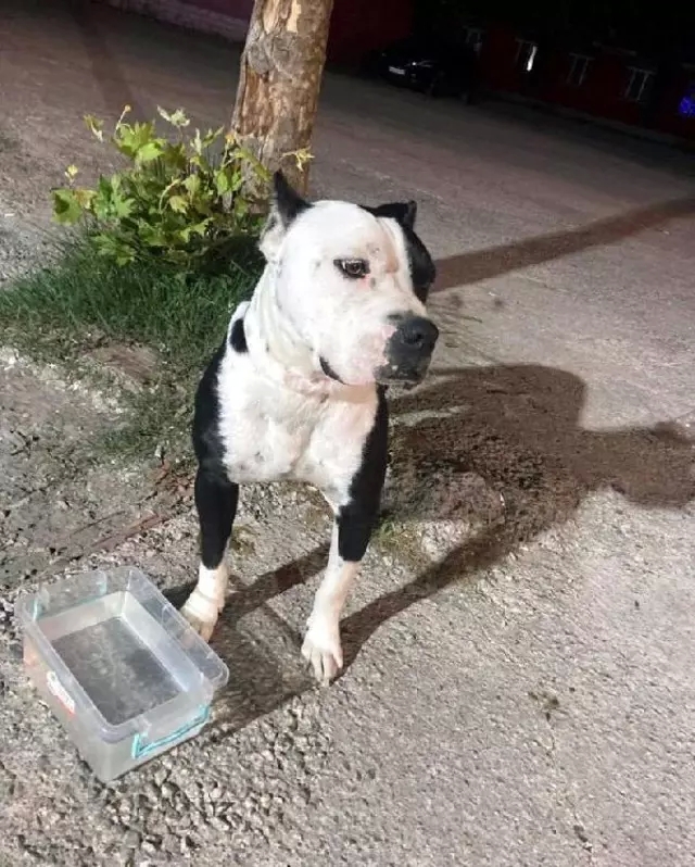 Karasu'da Yasaklı Köpek Dehşeti: Saldırdığı Adam Tarafından Vurularak Öldürüldü