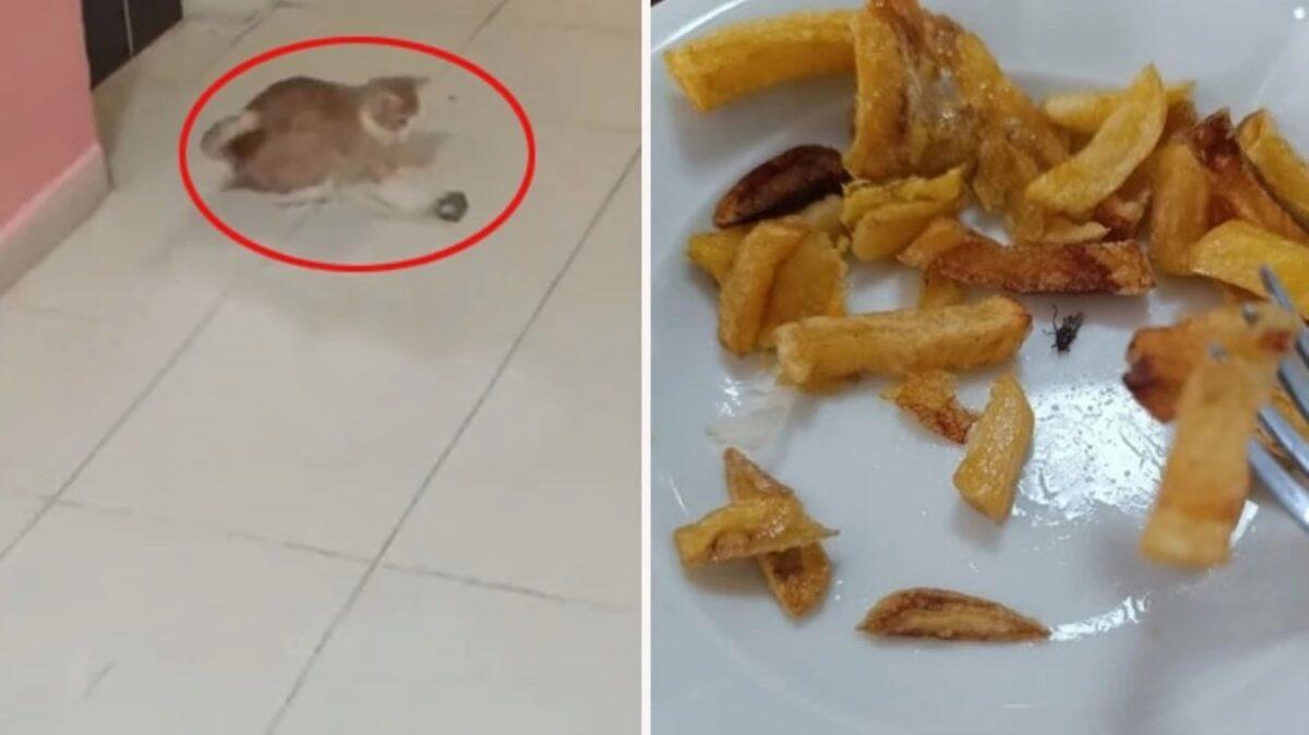 Kyk Yurtlarında Hijyen Sorunu Ve Fare İddiaları Gündemde