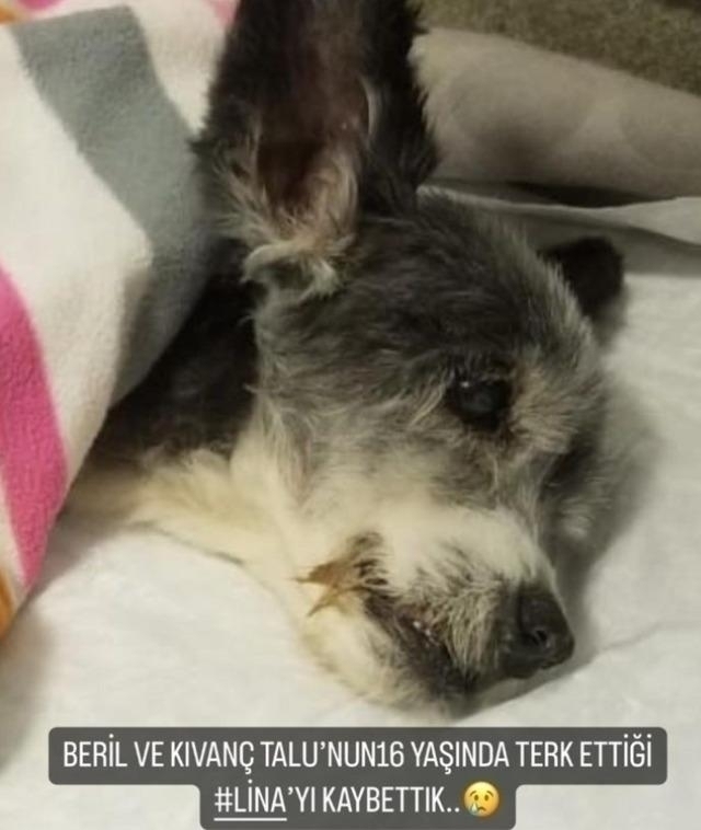 Kıvanç Ve Beril Talu'nun Terk Ettiği Köpek Öldü!