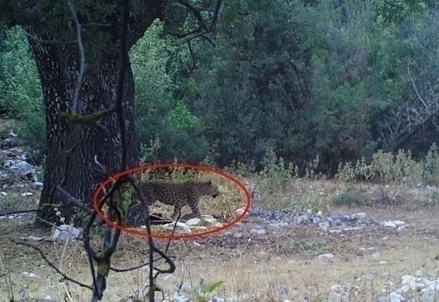 Anadolu Parsı Fotokapan İle Görüntülendi!