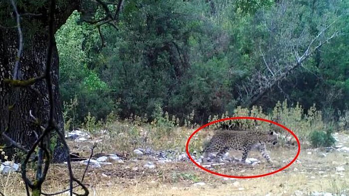 Anadolu Parsı Fotokapan İle Görüntülendi!