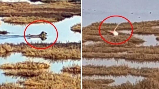 İzmir'de Sokak Köpekleri Flamingolara Saldırdı! İnciraltı Kent Ormanı'nda çekilen...