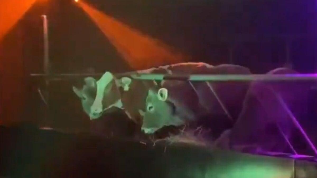 Aydın'da Çiftçi İnekleri İçin Ahırı Pavyona Çevirdi!