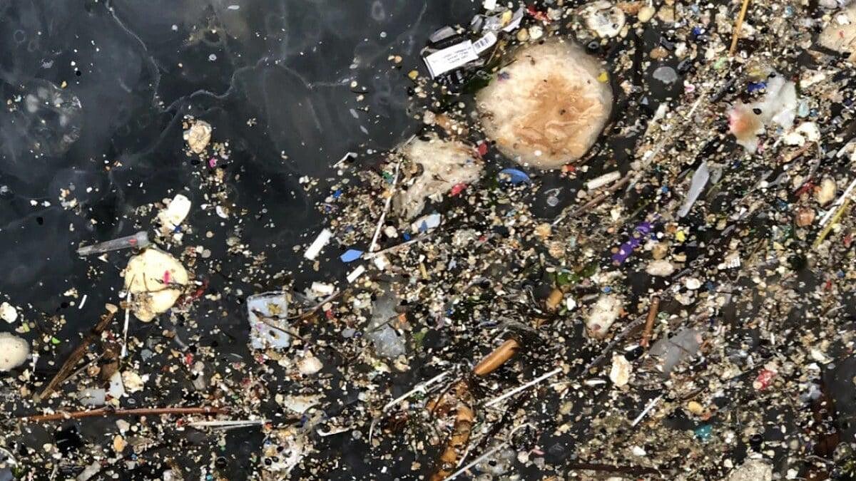 Marmara Denizi'ni Zehirli Denizanaları İstila Etti