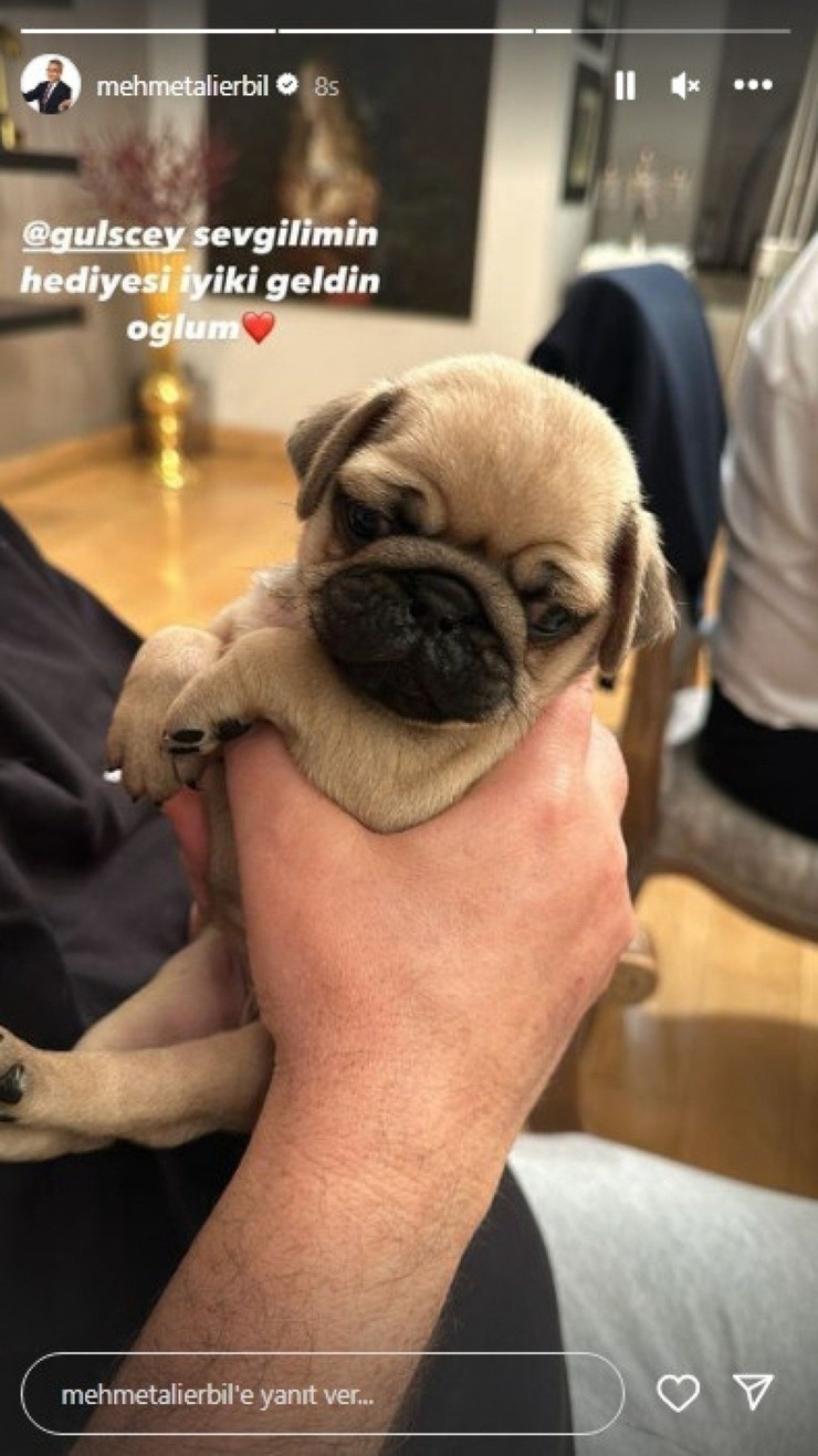 Mehmet Ali Erbil'in Köpeği Oldu! Genç Sevgili Gülseren Ceylan...