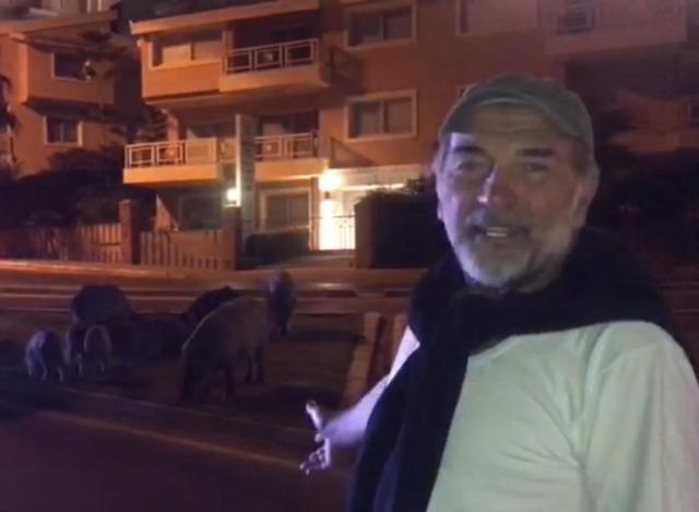 Ümit Acar, Kuşadası'nda domuzların zararsız olduğunu vurguladı, sosyal medya paylaşımı ilgi gördü