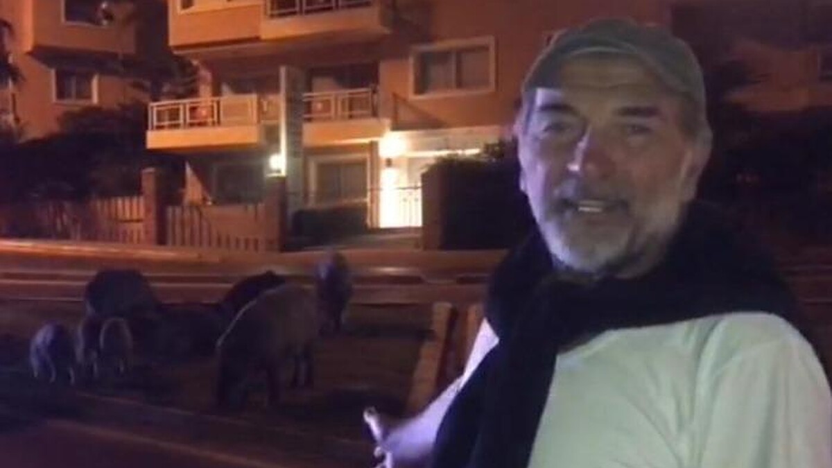 Ümit Acar, Kuşadası'nda domuzların zararsız olduğunu vurguladı, sosyal medya paylaşımı ilgi gördü