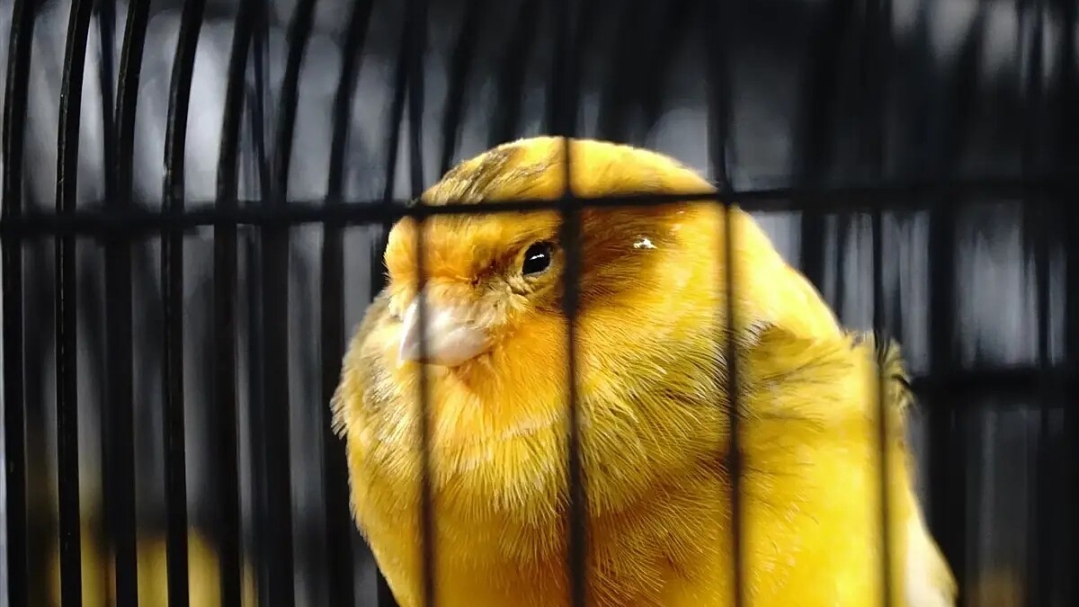 Edremit'te 2070 Kanarya Yarıştı, Hakemler Renk ve Duruşları Değerlendirdi