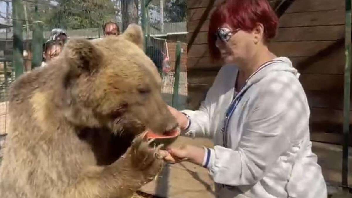 Emel Müftüoğlu, Yavru Ayı Liva'yı Ziyaret Etti: Küçükken Isırılmıştı, Şimdi Karpuz Yediriyor