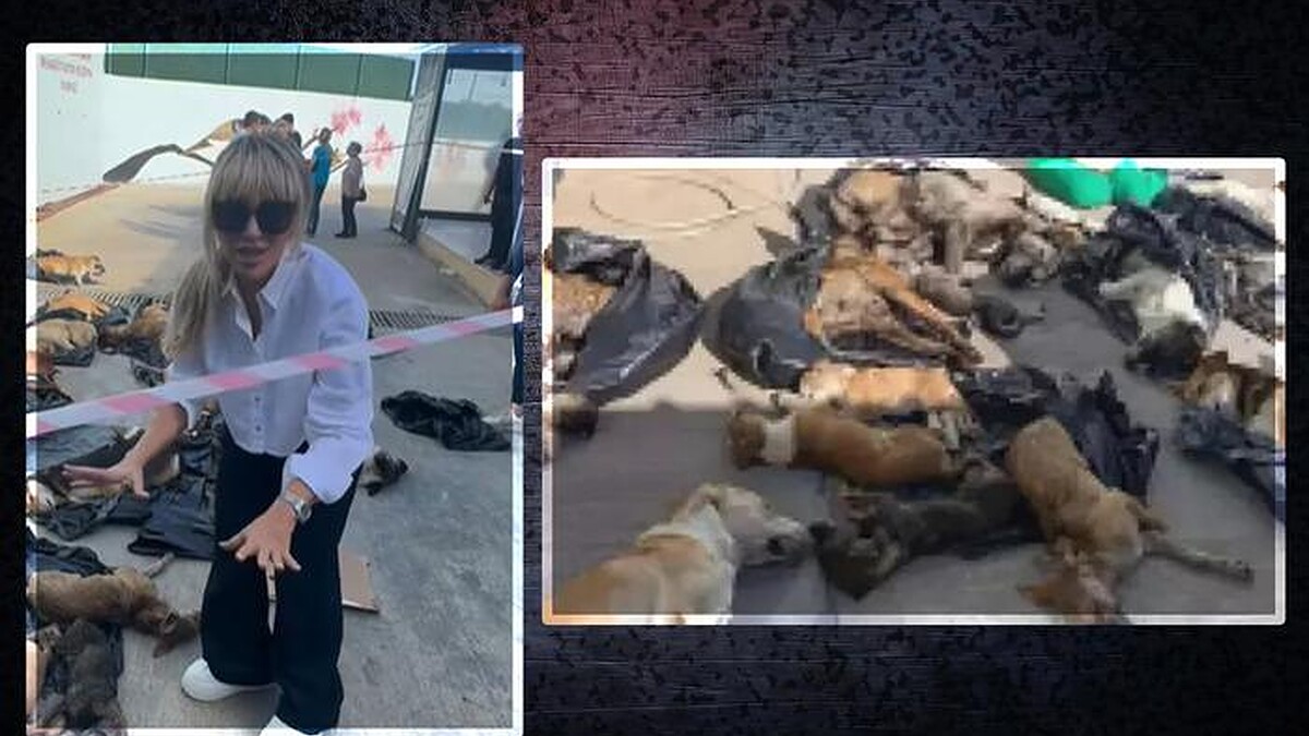 Gebze'deki Hayvan Katliamına Seren Serengil Tepkisi: 'Kanun Derhal Durdurulsun!'