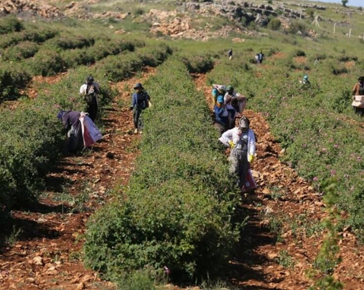 Berdan Mardini'nin 120 milyon TL yatırımla kurduğu gül fabrikası, 350 kişiye iş imkanı sunuyor