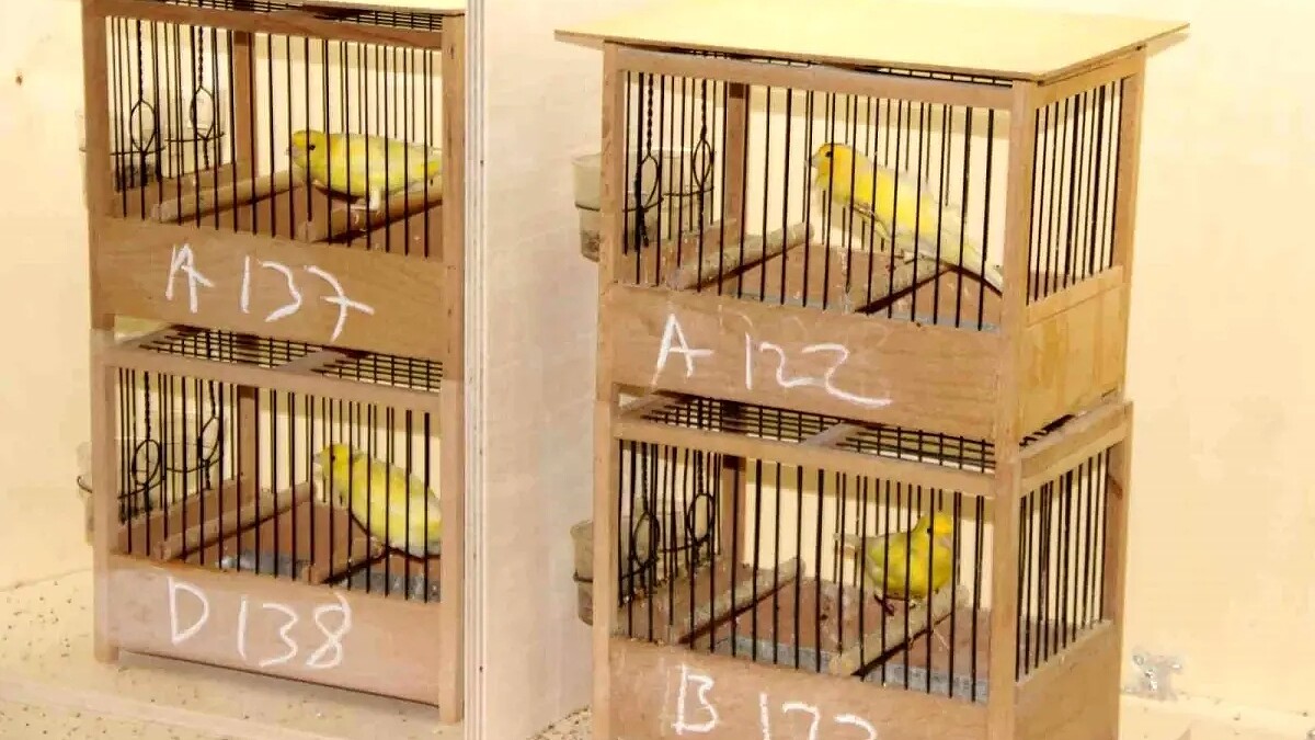 29. Ötüm Kuşları Türkiye Şampiyonası Kayseri'de Düzenlendi