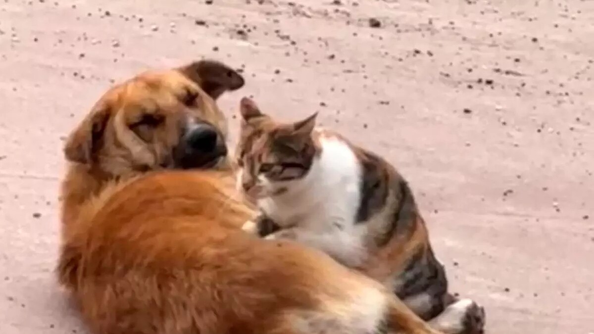 Düzce’de Kedi ve Köpeğin Beklenmedik Dostluğu Hayrete Düşürdü