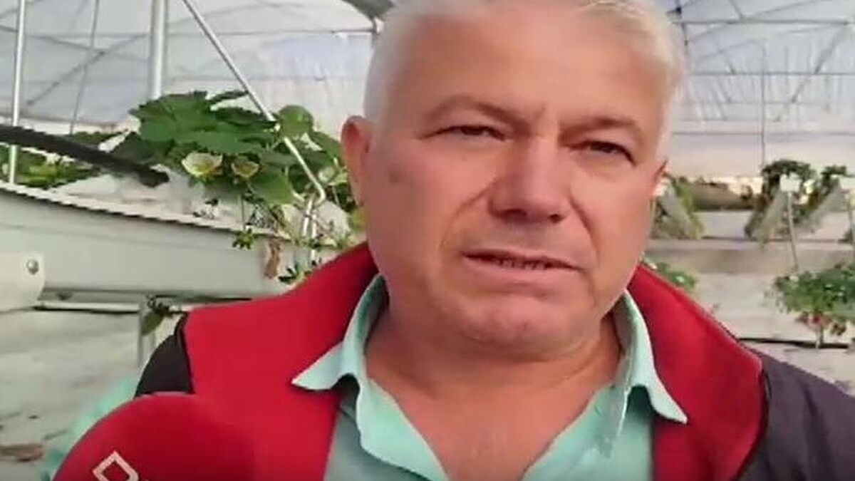 Memurdu, emekli olunca çilek üreticiliğine başladı! Yurt dışına ihracata başladı – Mynet Finans