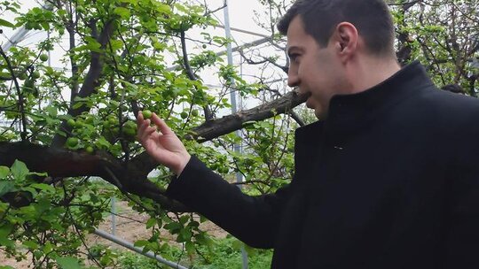 İstanbul'a altın değerinde erikler yola çıktı!