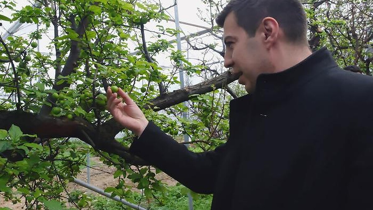 İstanbul'a altın değerinde erikler yola çıktı!