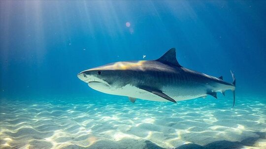Koca, eşini köpek balığı saldırısından kurtardı!