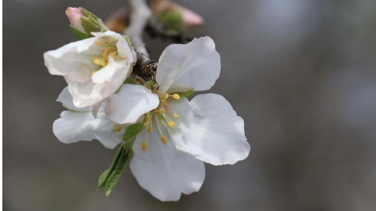 Yılın ilk cemresi yarın düşüyor: Bahar kapıda