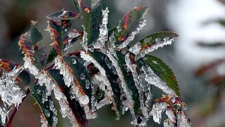 Zirai don etkileri için araştırma komisyonu kurulacak