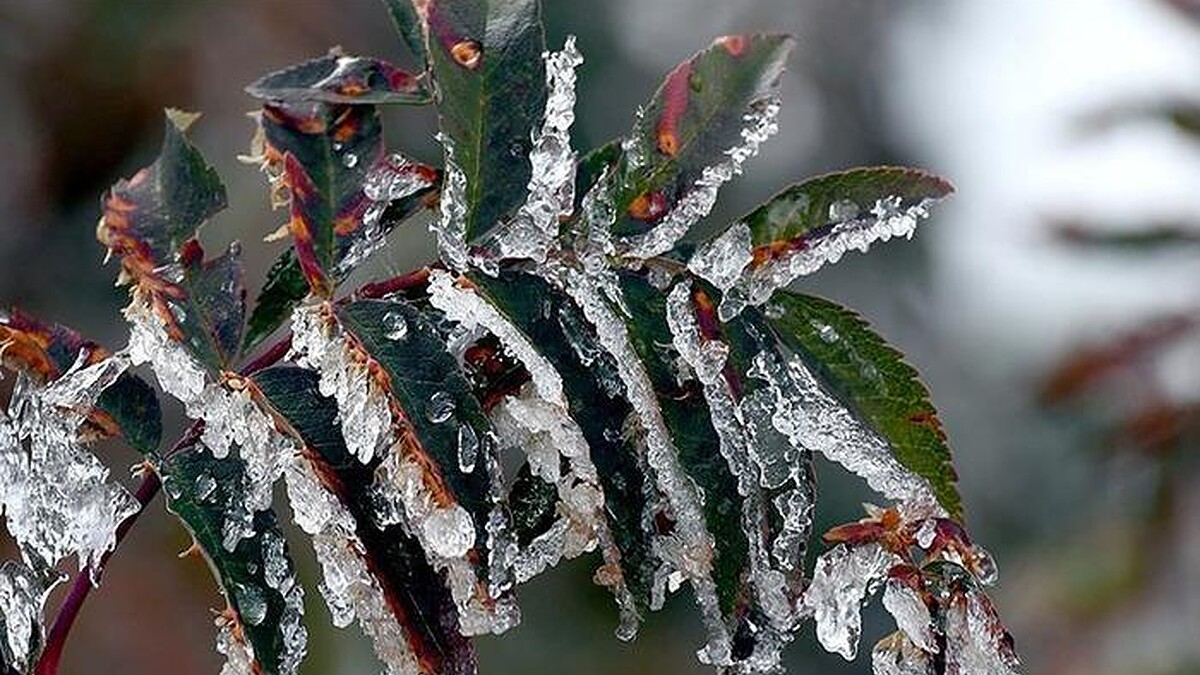 Zirai don etkileri için araştırma komisyonu kurulacak