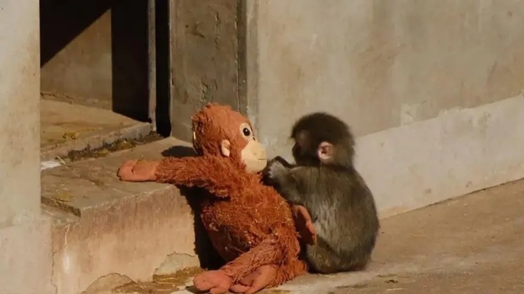 Bebek Makak Punch Annesi Yerine Peluş Oyuncağına Sarıldı