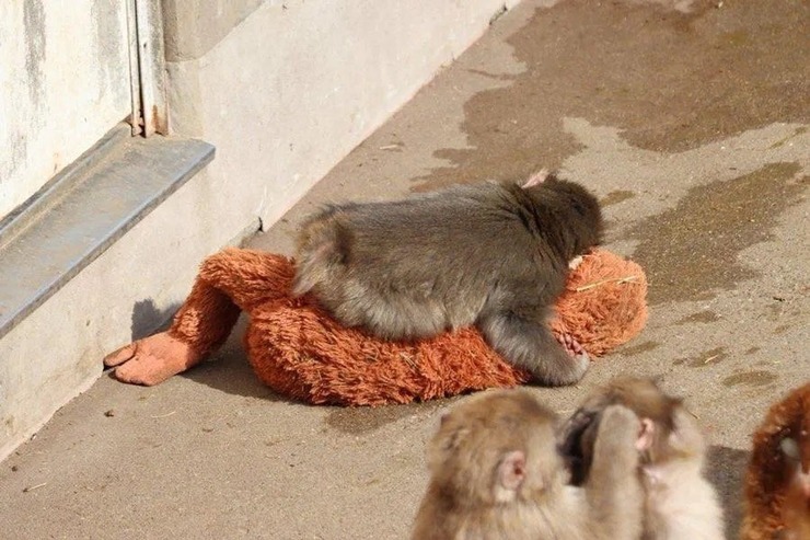 Bebek Makak Punch Annesi Yerine Peluş Oyuncağına Sarıldı