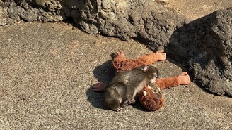 Bebek Makak Punch Annesi Yerine Peluş Oyuncağına Sarıldı