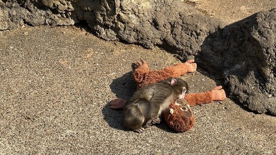 Japonya'nın Chiba eyaletinde bulunan Ichikawa Hayvanat Bahçesi, bugünlerde yürekleri...
