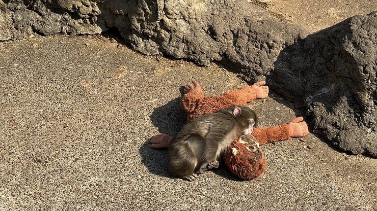 Japonya'nın Chiba eyaletinde bulunan Ichikawa Hayvanat Bahçesi, bugünlerde yürekleri...