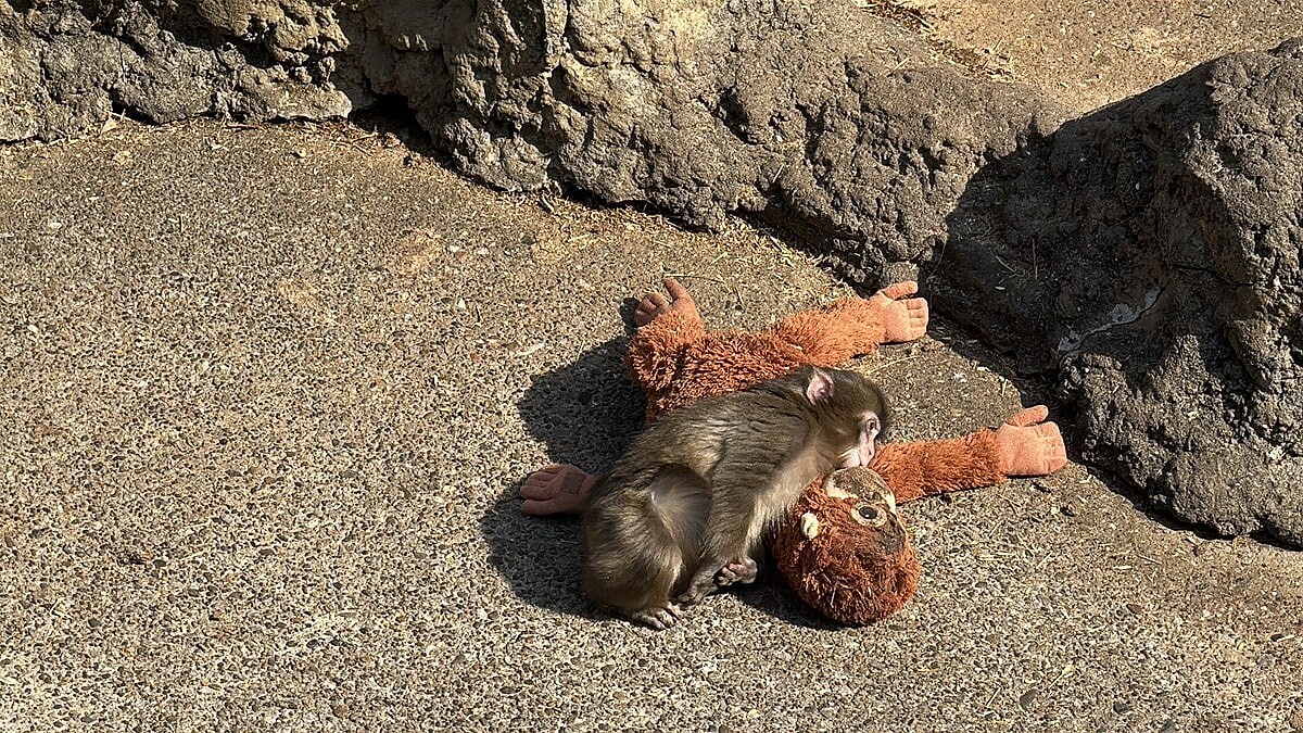 Bebek Makak Punch Annesi Yerine Peluş Oyuncağına Sarıldı