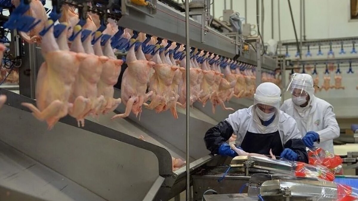 Tavuk Zammını Önleyecek İhracat Kararı Devrede