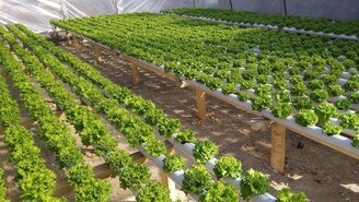 Topraksız Marul Üretimi Nasıl Yapılır, Ne Kadar Kazandırır