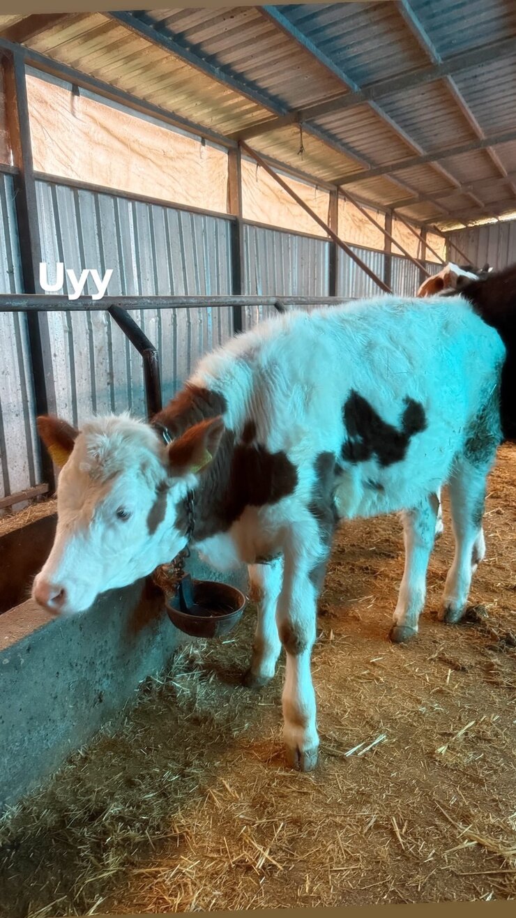 Aslıhan Gürbüz Köy Yaşamını Sosyal Medyayla Buluşturdu