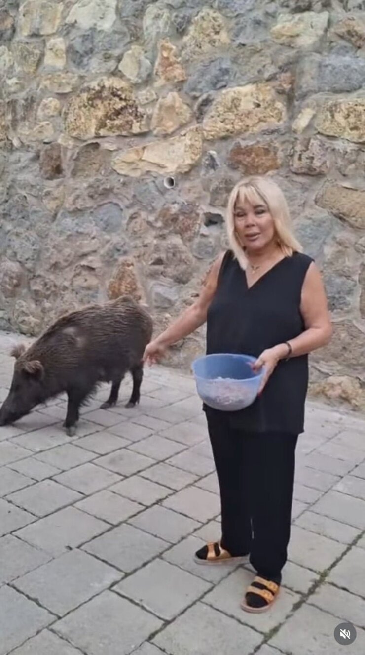 Safiye Soyman Bodrum Evine Gelen Yaban Domuzunu Besledi