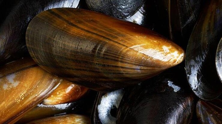 Bilim İnsanları Nesli Tükenen Midyenin Deniz İpeğini Yeniden Üretti