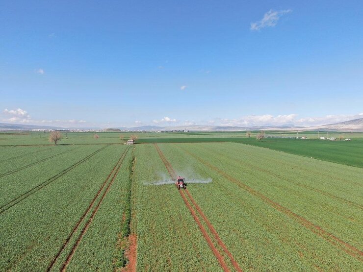 Araban Sarımsağında Yağışlar Rekoltesi Artırdı