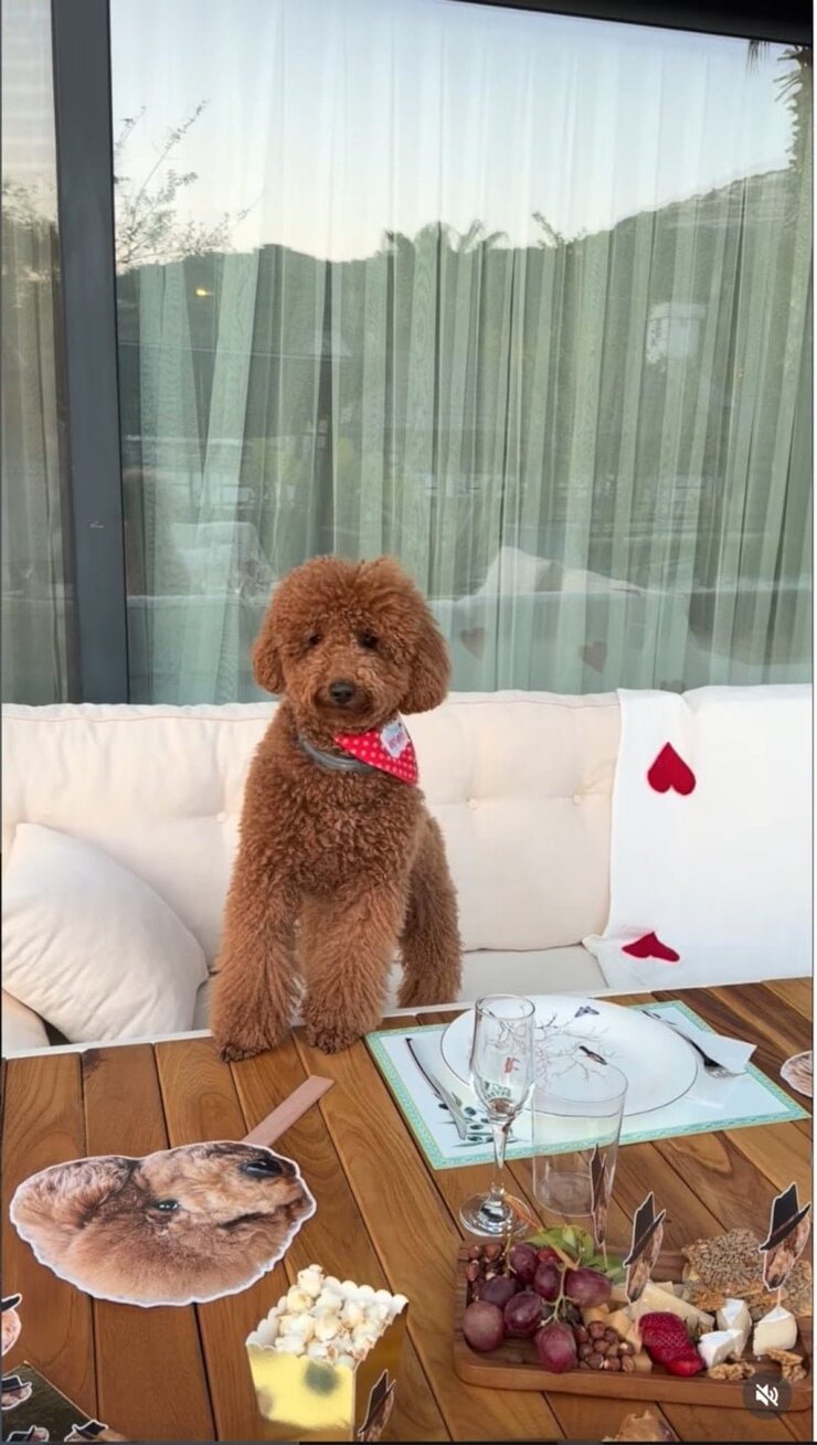 Nesrin Cavadzade Köpeği Dolce İçin Doğum Günü Partisi Düzenledi