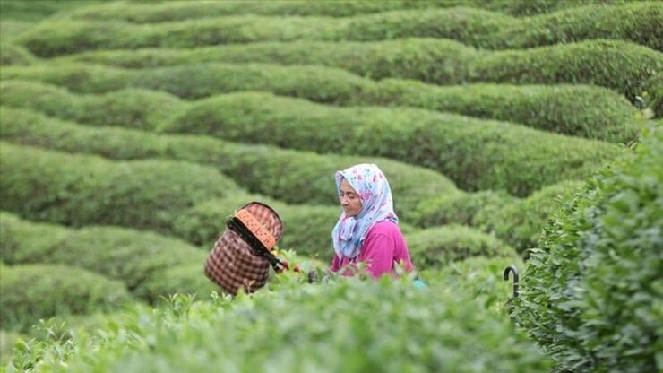 Kuru Çay Fiyatlarına Yüzde 10 Zam Geldi
