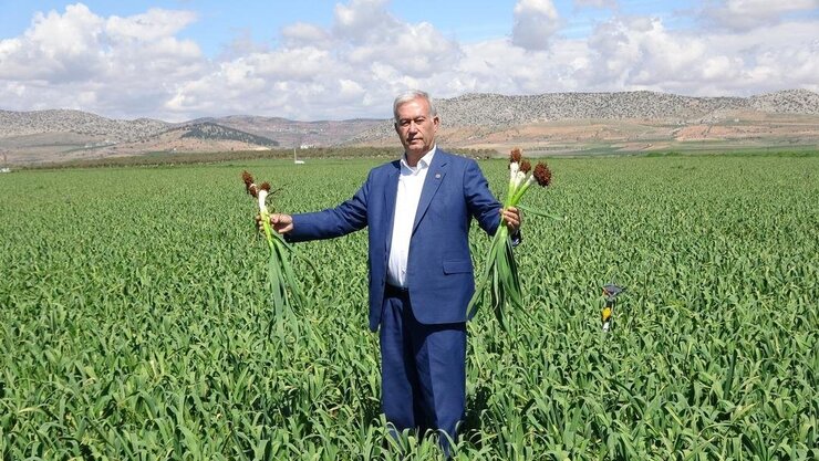 Araban Sarımsağında Yağışlar Rekoltesi Artırdı