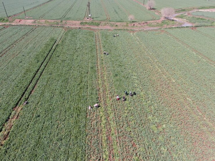 Araban Sarımsağında Yağışlar Rekoltesi Artırdı