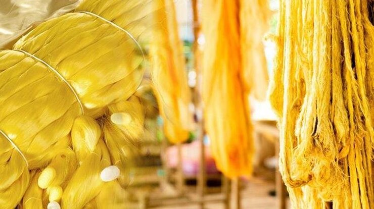 Bilim İnsanları Nesli Tükenen Midyenin Deniz İpeğini Yeniden Üretti