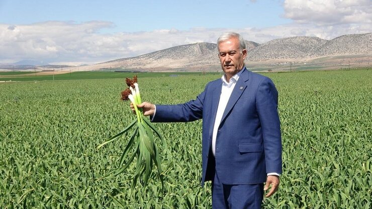 Araban Sarımsağında Yağışlar Rekoltesi Artırdı