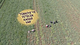 Araban Sarımsağında Yağışlar Rekoltesi Artırdı