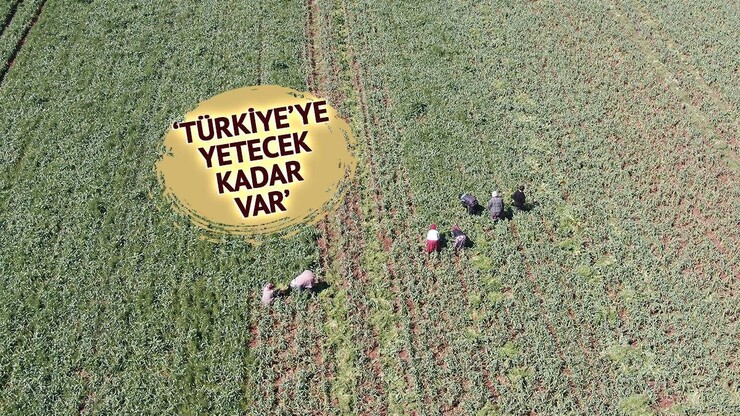 Gaziantep'in Araban ilçesinde kış ve bahar yağışları, AB tescilli sarımsak üretiminde...