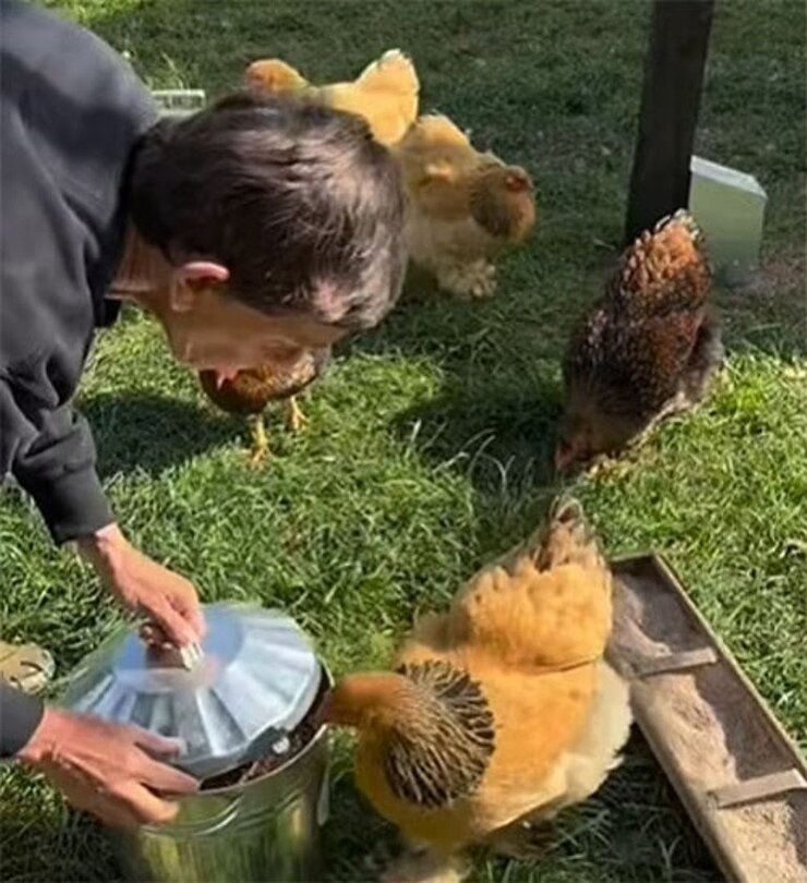 Ellen DeGeneres İngiltere Çiftliğine Ahır Yaptıramadı