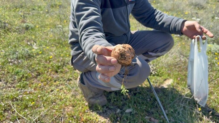 Eskişehir Köylüleri Dolaman Mantarını Altından Değerli Buluyor