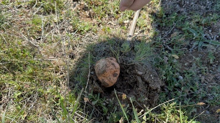 Eskişehir Köylüleri Dolaman Mantarını Altından Değerli Buluyor